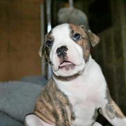 Staffordshire bull terrier Milo