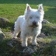 West highland white terrier Kenzo