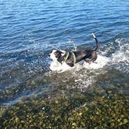 Border collie Roy