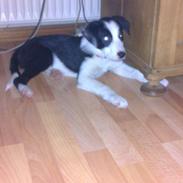 Border collie Roy