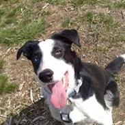 Border collie Roy