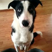 Border collie Roy