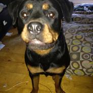 Rottweiler Molly