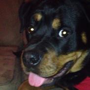 Rottweiler Molly