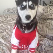 Siberian husky Skye