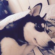 Siberian husky Skye