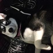 Siberian husky Skye