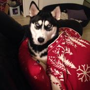 Siberian husky Skye