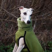 Whippet Ghini