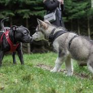 Alaskan malamute Shiva