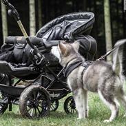 Alaskan malamute Shiva