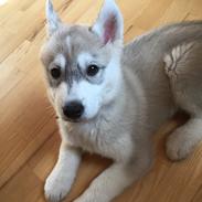 Siberian husky Isco