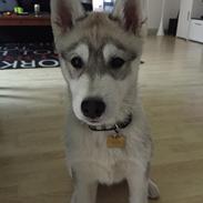 Siberian husky Isco