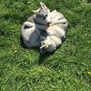 Siberian husky Isco