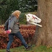 Hvid Schweizisk Hyrdehund Lilo