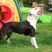 Staffordshire bull terrier Joy