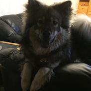 Eurasier Simba (Cuda)