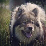 Eurasier Simba (Cuda)