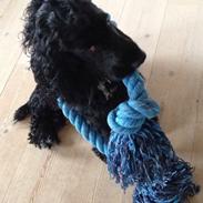 Cocker spaniel Richo
