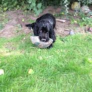 Cocker spaniel Richo