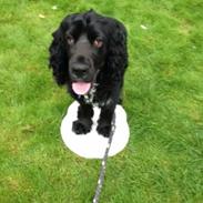 Cocker spaniel Richo