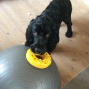 Cocker spaniel Richo