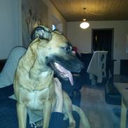 Blanding af racer Shelly