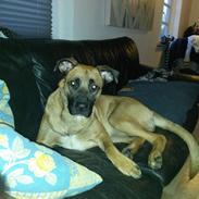 Blanding af racer Shelly