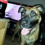 Blanding af racer Shelly