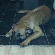 Blanding af racer Shelly