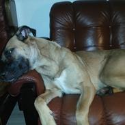 Blanding af racer Shelly