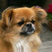 Blanding af racer Pixel, Himmelhund