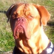 Dogue de bordeaux Abby