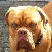 Dogue de bordeaux Abby