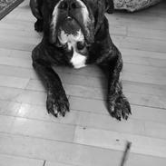 Olde english bulldogge rimpler ozzy 