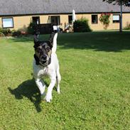 Dansk svensk gaardhund Nikki.<3