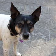 Dansk svensk gaardhund Nikki.<3