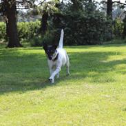 Dansk svensk gaardhund Nikki.<3