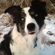 Border collie Caddie