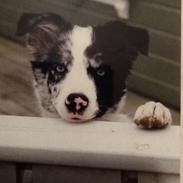 Border collie Caddie