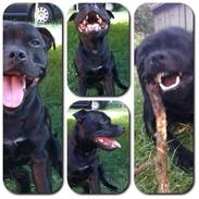 Staffordshire bull terrier Darko (Manne)