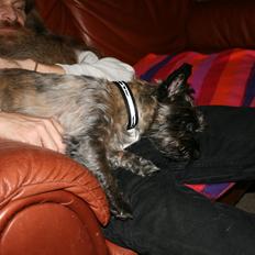 Cairn terrier Zita