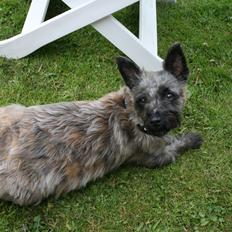 Cairn terrier Zita