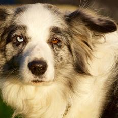 Border collie Gawain's Connection Point (Amy)