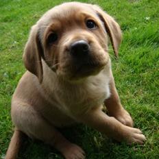 Blanding af racer Bailey