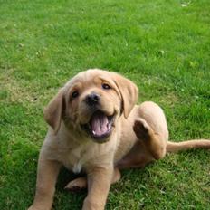 Blanding af racer Bailey