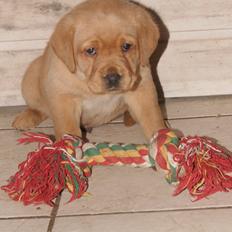 Blanding af racer Bailey