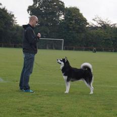 Alaskan malamute Snowcreek Frost-Ice Ataneq
