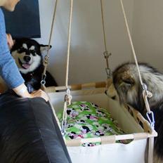 Alaskan malamute Snowcreek Frost-Ice Ataneq