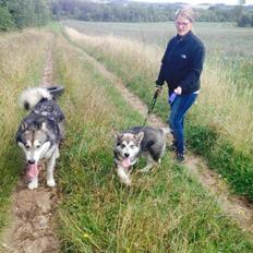 Alaskan malamute Snow Cutter´s Untouchable Bandit